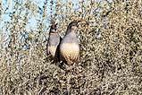 Gambel’s Quails BdA Dec 2022